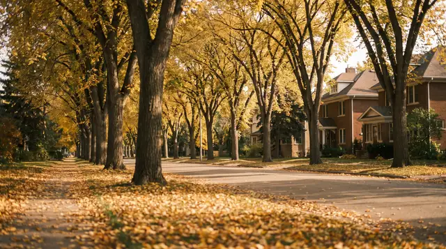 Avenue of elms in yellow leaf